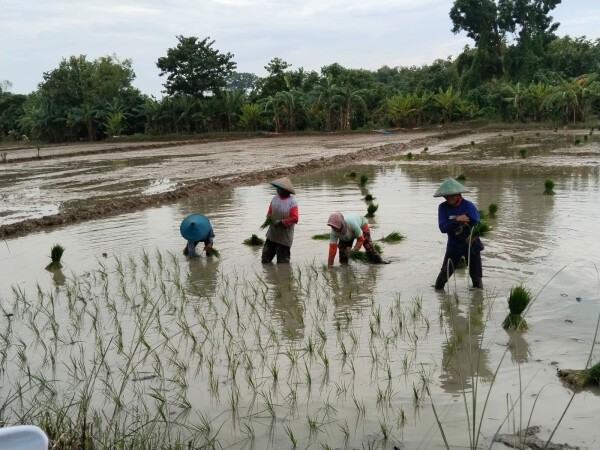 Kabar Gembira Bagi Petani Bojonegoro, Alokasi Pupuk Bersubsidi Ditambah untuk Tingkatkan Produksi 